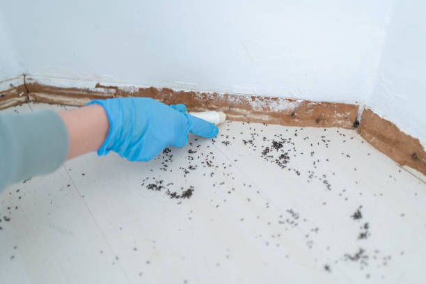 Pest Prevention Services in Greer, SC